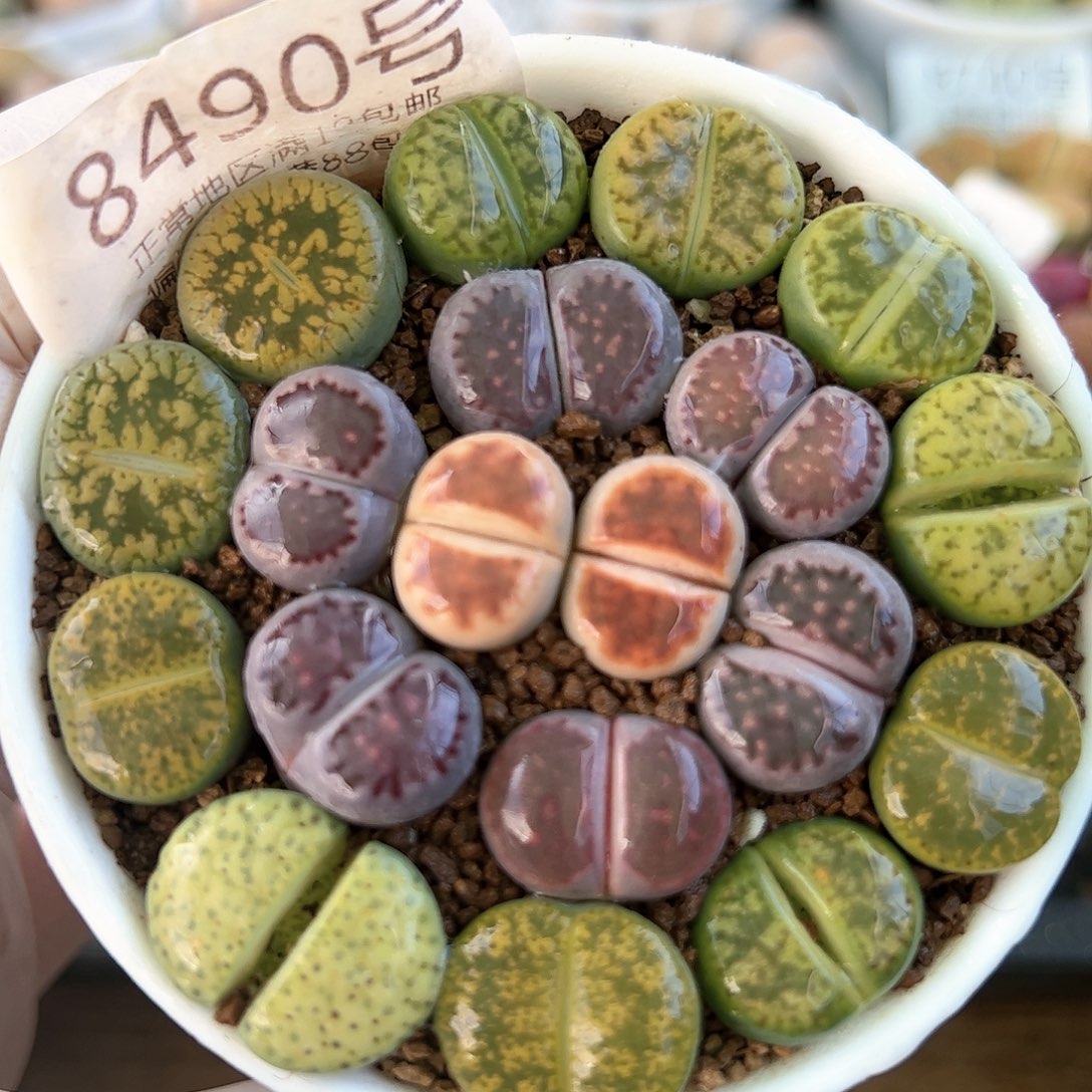 好养易活生石花大母本8490