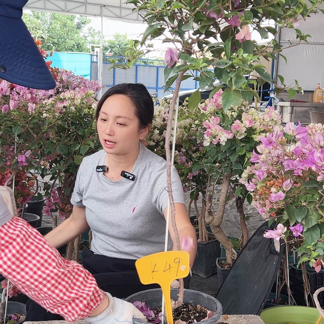 未***知大部分花苞少量开放K49棒棒糖