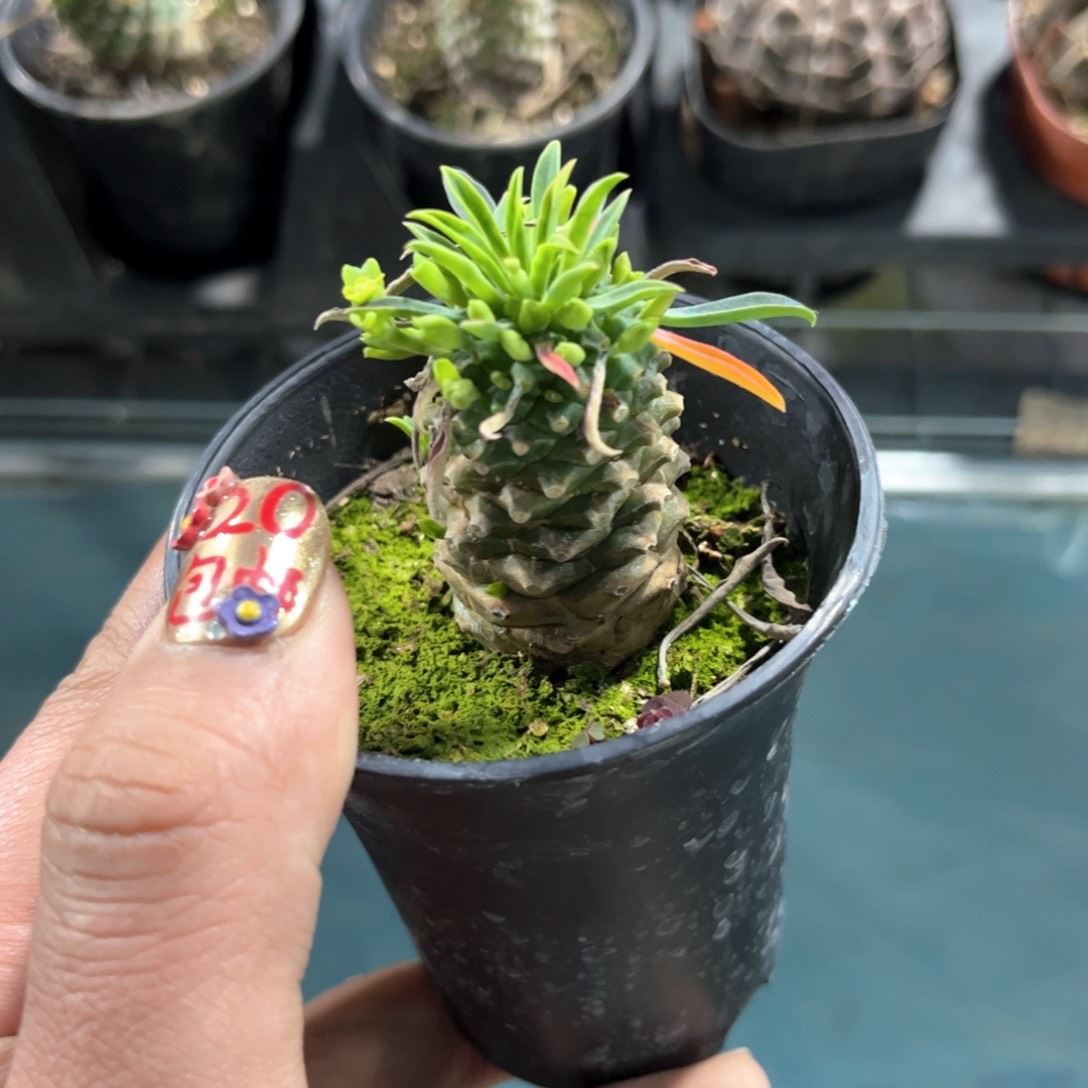 正版铁甲麒麟有根发货有根