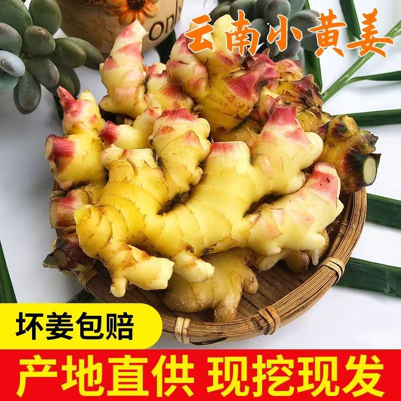 【顺丰包邮】云南小黄姜新鲜嫩姜芽现挖红芽仔姜泡糖醋姜带泥发货