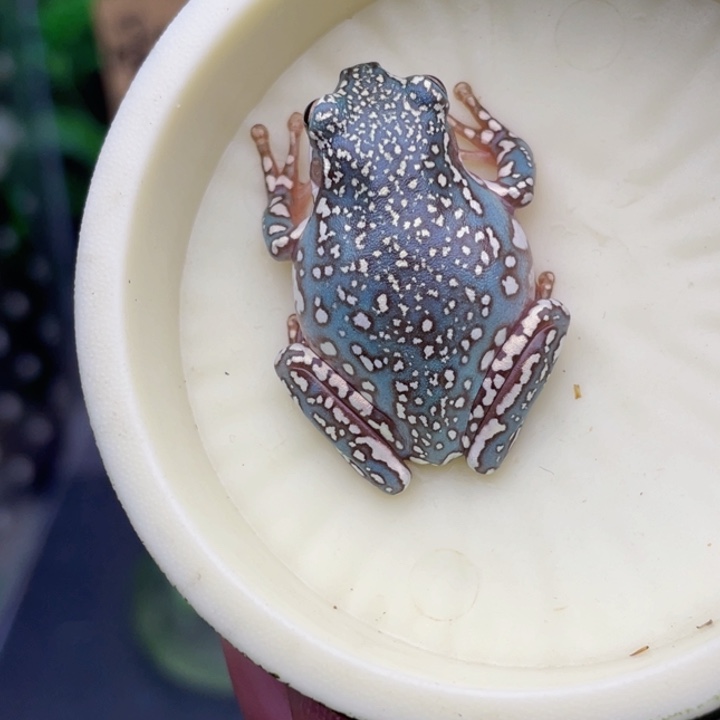 图***丫老爷树蛙9号加热包