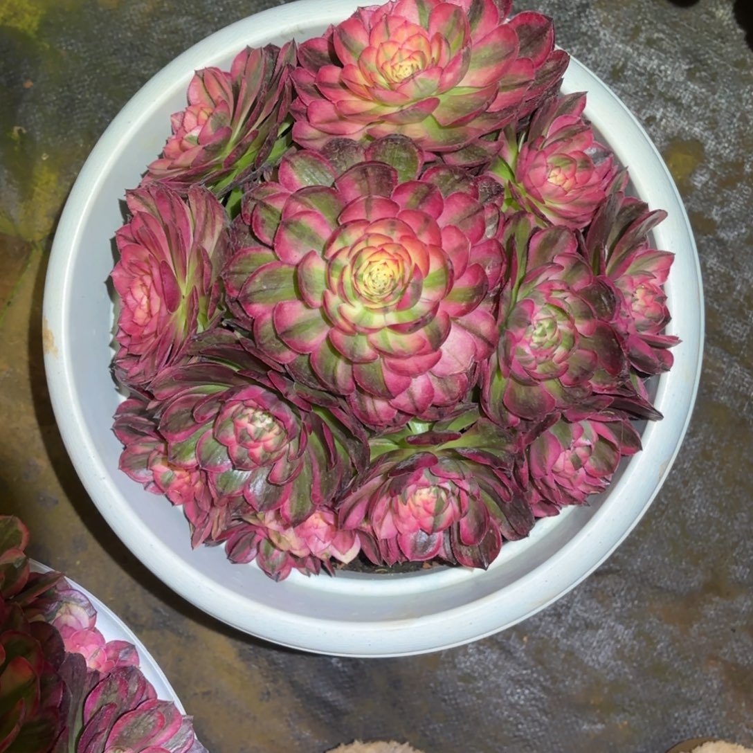 云南多肉植物海神