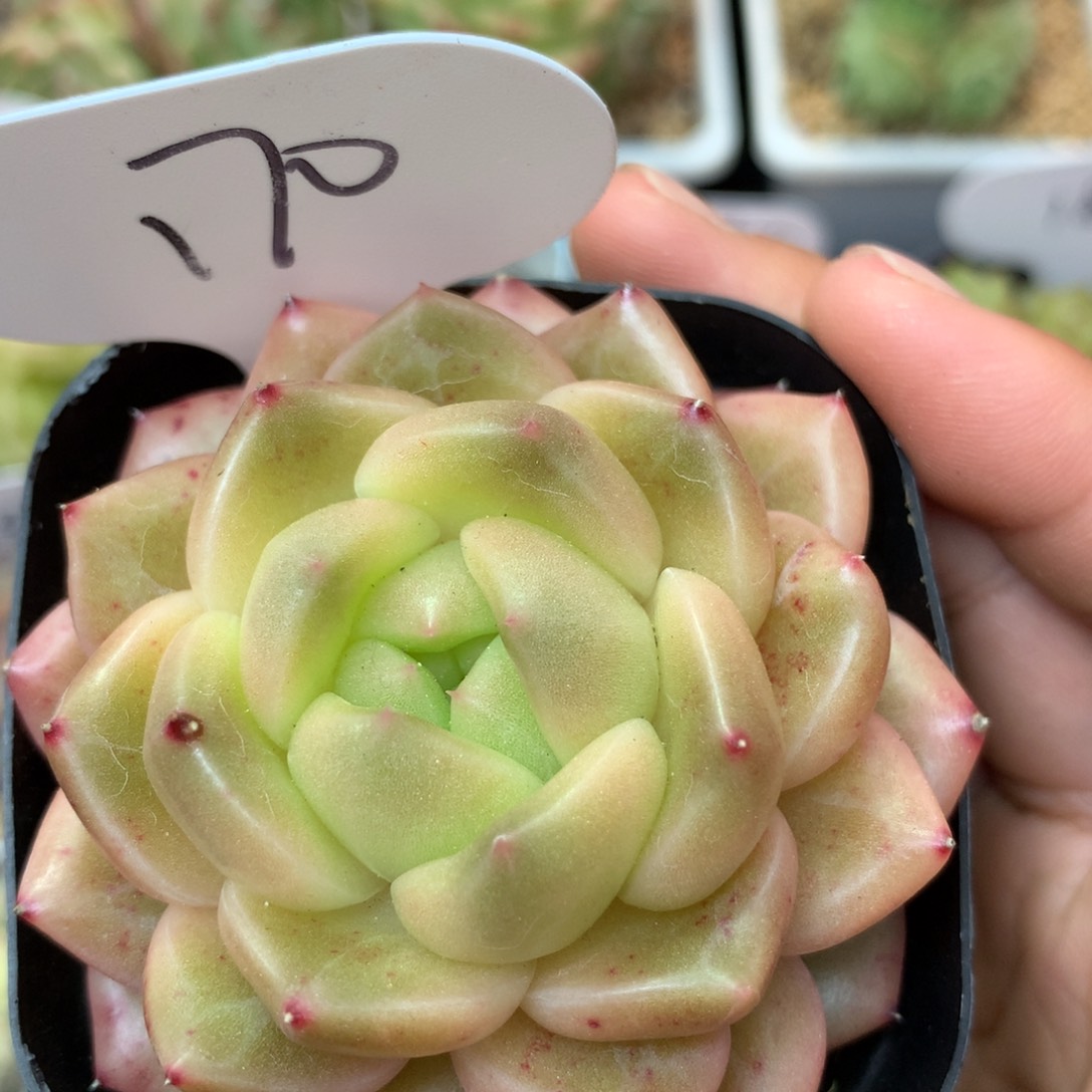 油透珍妮单头170