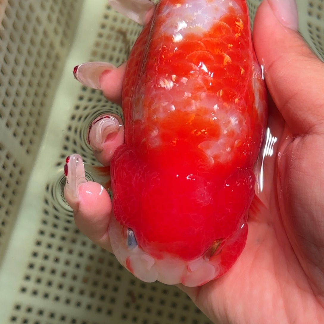 Y***X金鱼拍包装包邮不拍包装运费到付