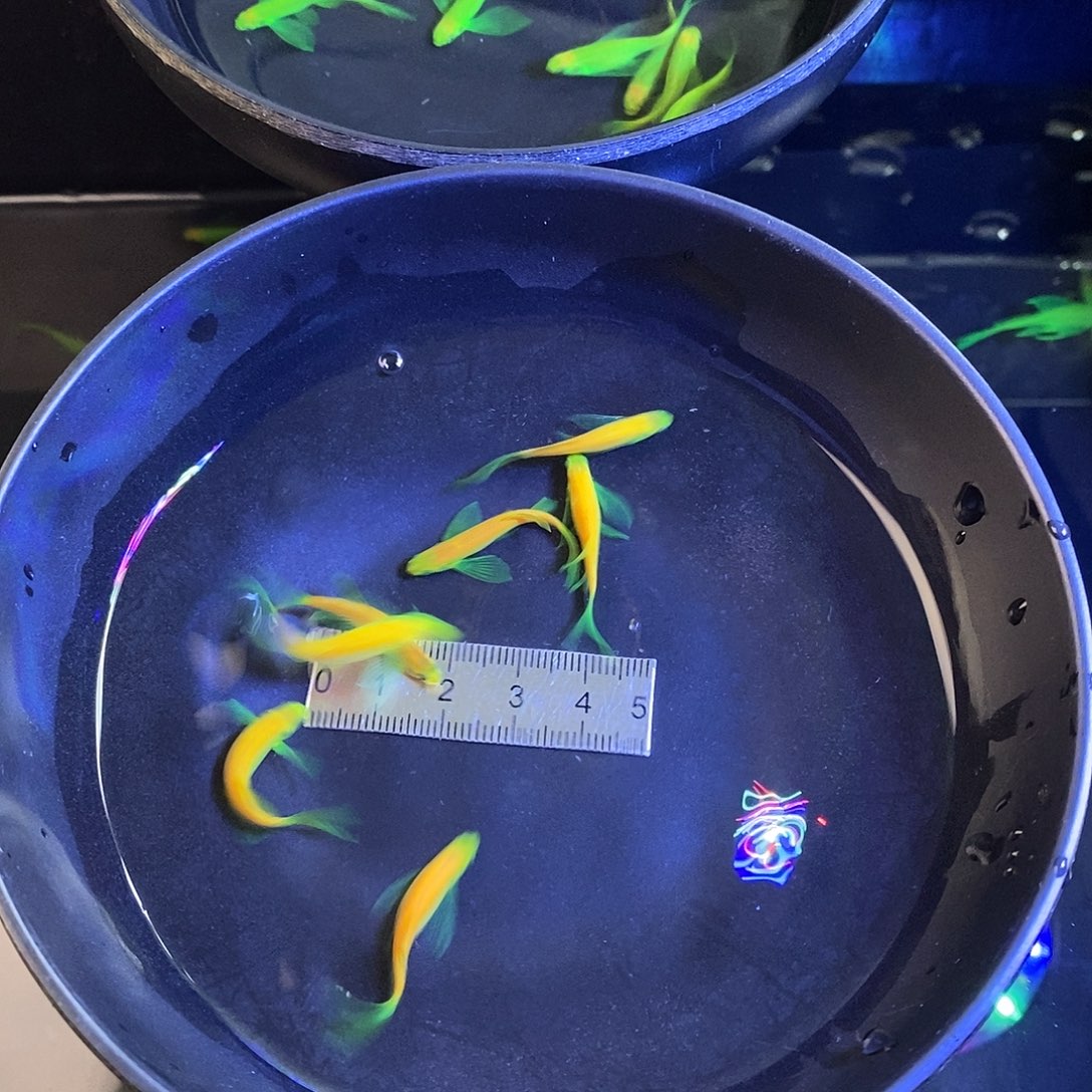斑马鱼蝶翼8翡翠➕7龙加1备损