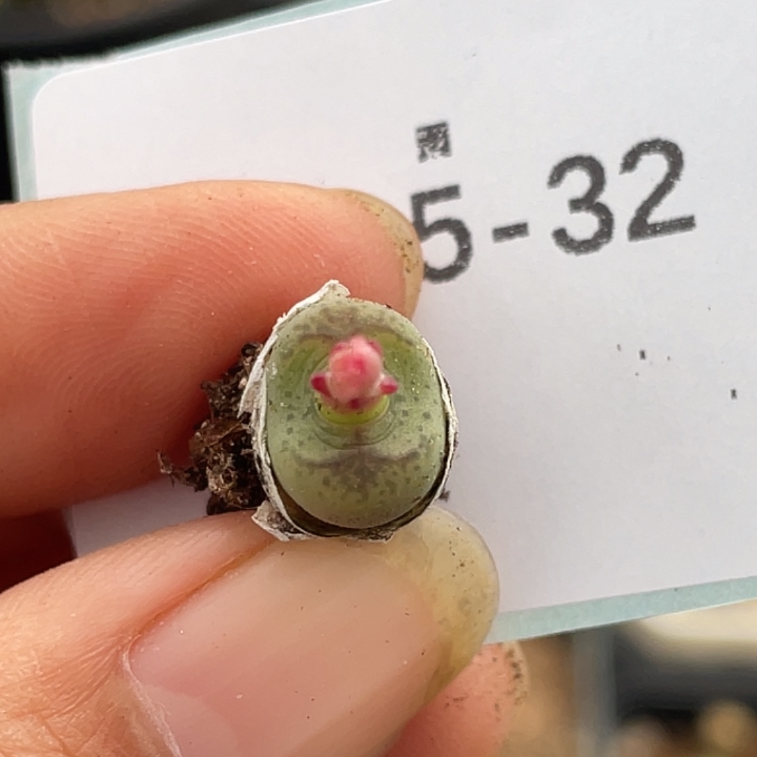 15-32毛杂多肉植物
