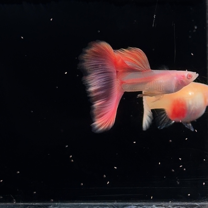 孔雀鱼莫白种鱼一对