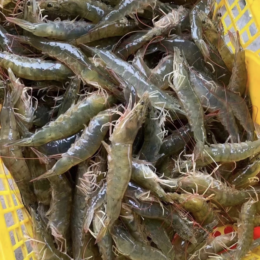 【白灼｜爆炒】大海虾/500g