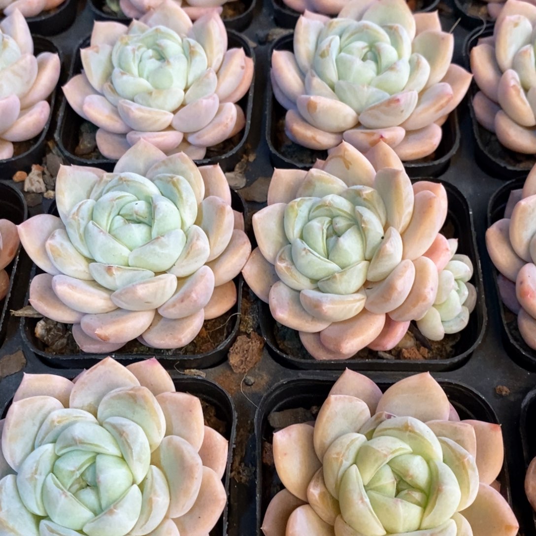 157。樱花之恋。单头。