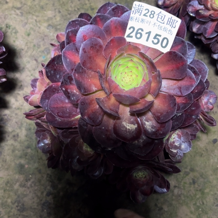 26150抹茶多肉植物