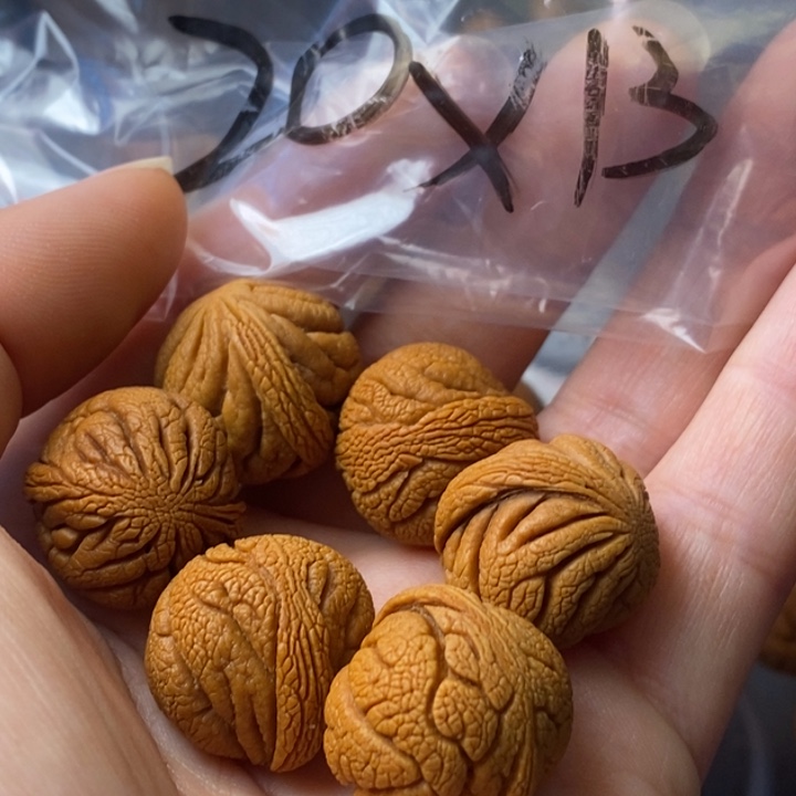 文玩核桃手串秦岭野生龙纹桃核20