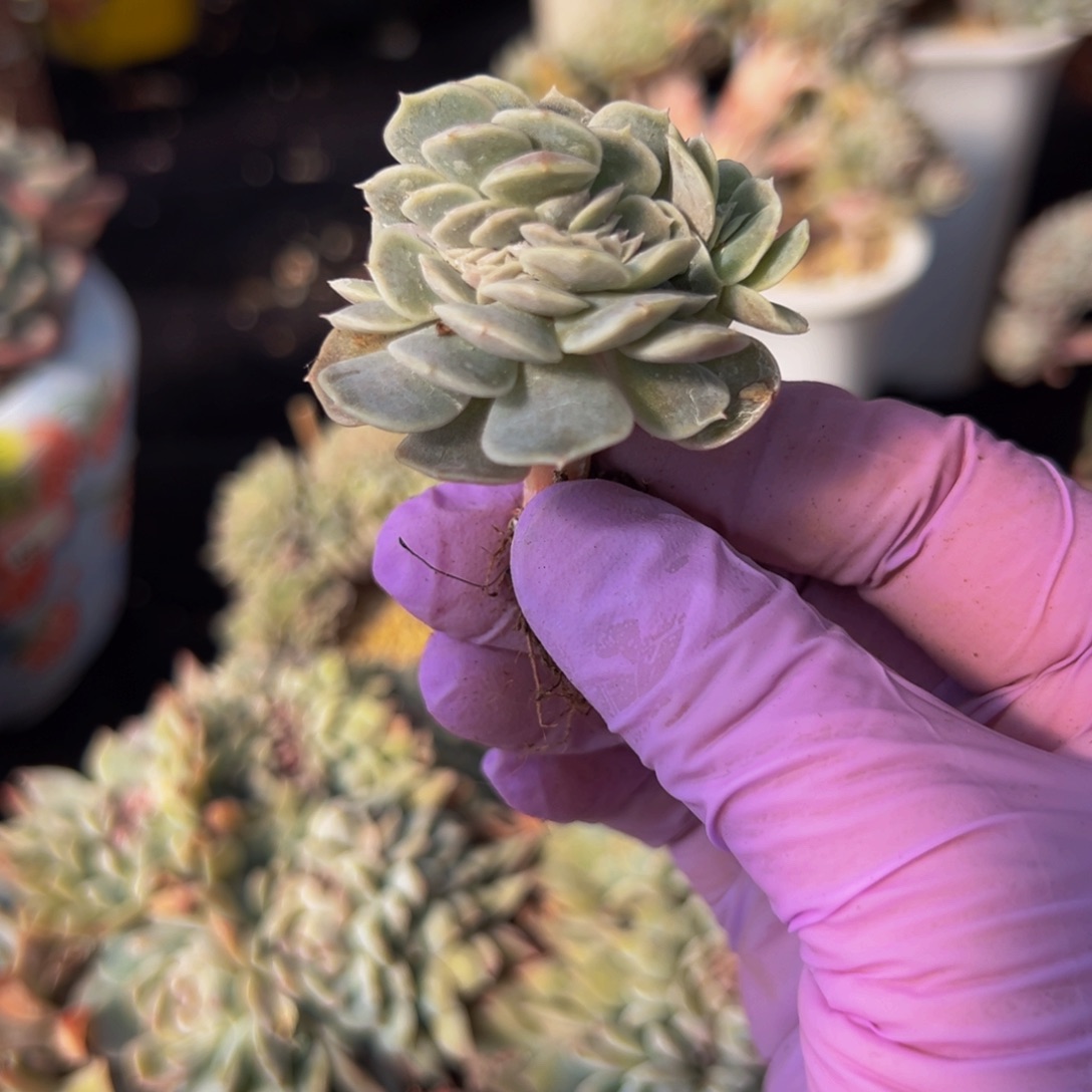 新年快乐 新年快乐 ，