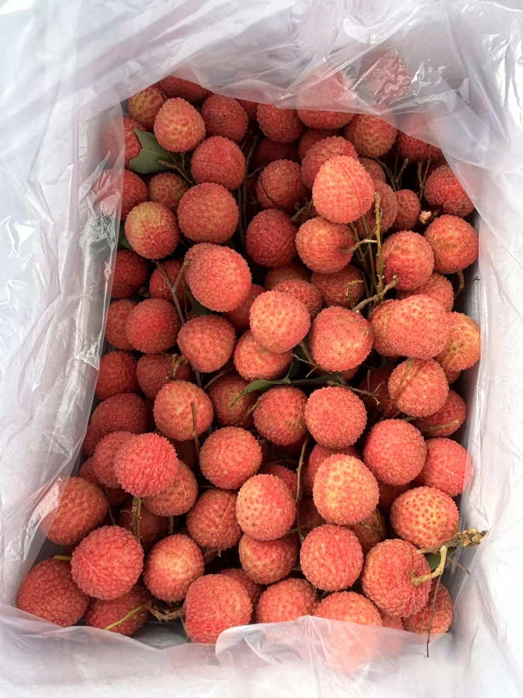 【五斤】广东荔枝增城桂味荔枝老树桂味荔枝广州荔枝增城桂味