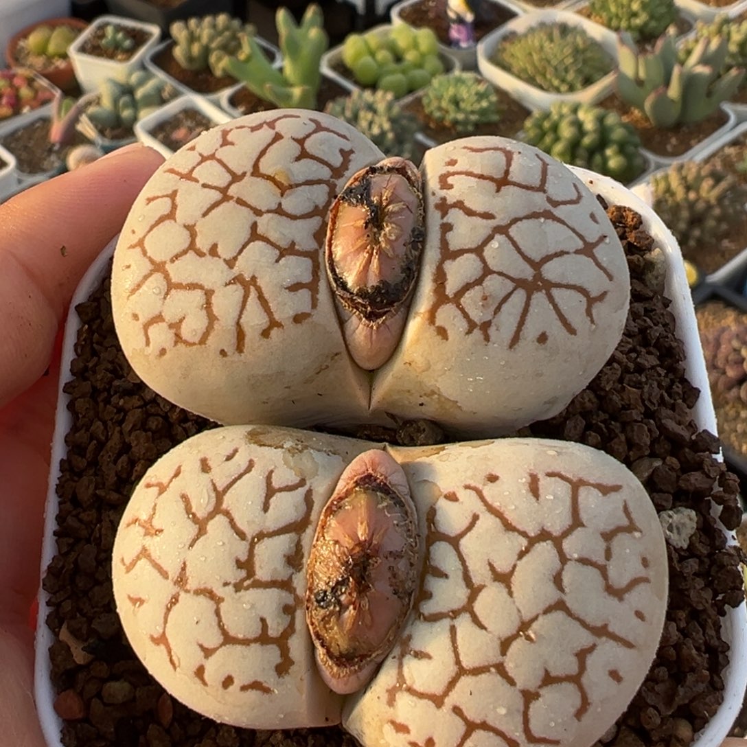 016多肉植物种类多样