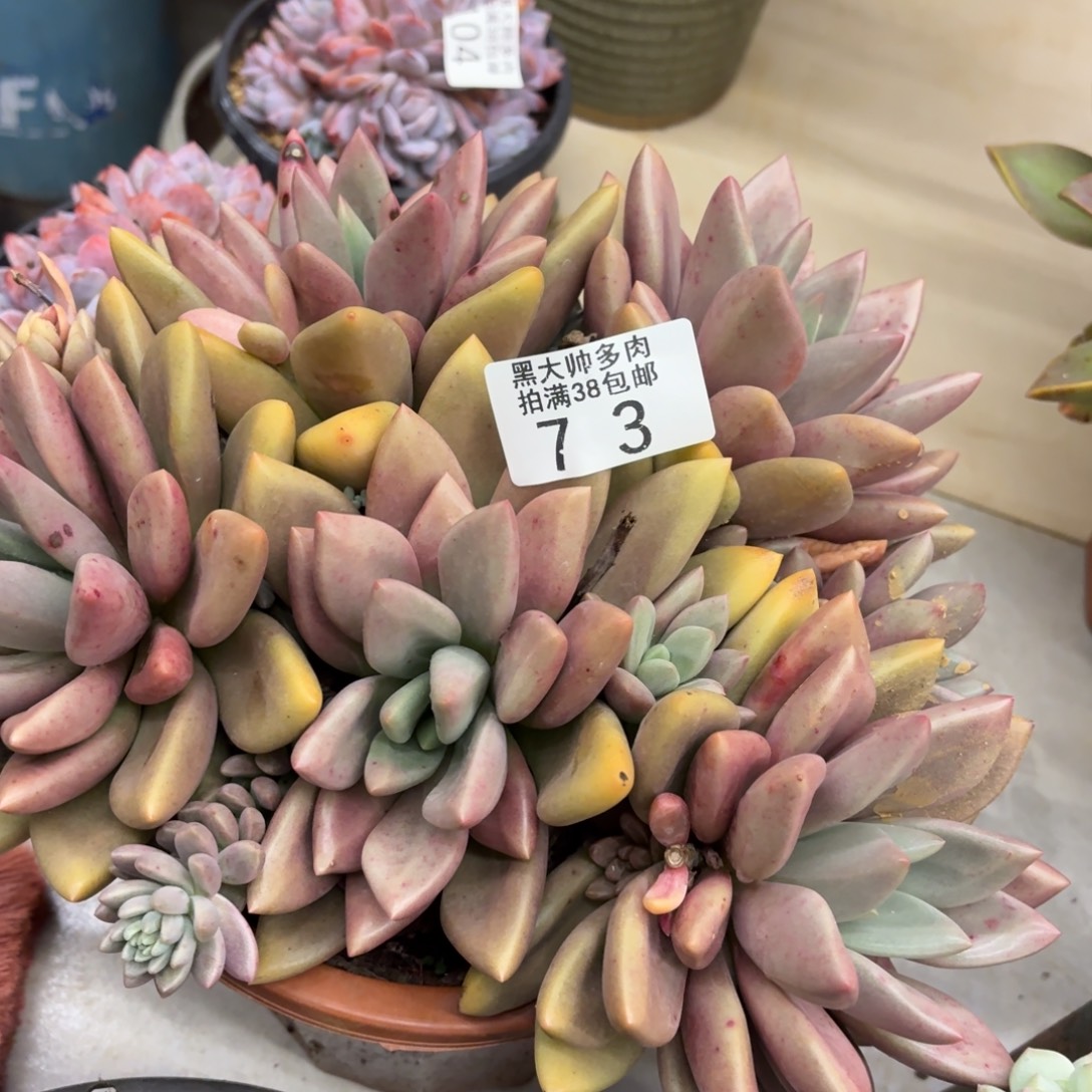 罗***长黑大帅多肉73桃花缘