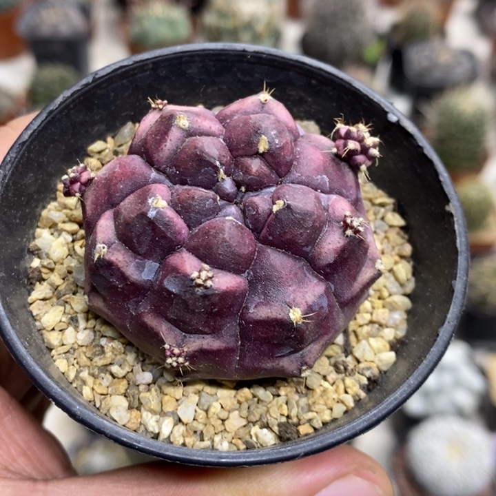 梦想牡丹特价福利