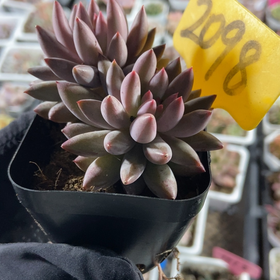 2096虞美人多肉植物