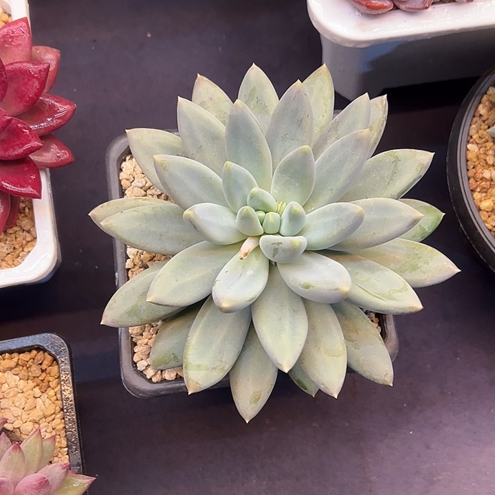 黄胖体哥特超大单头