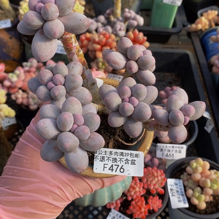 香水手指奶9cm476多肉植物