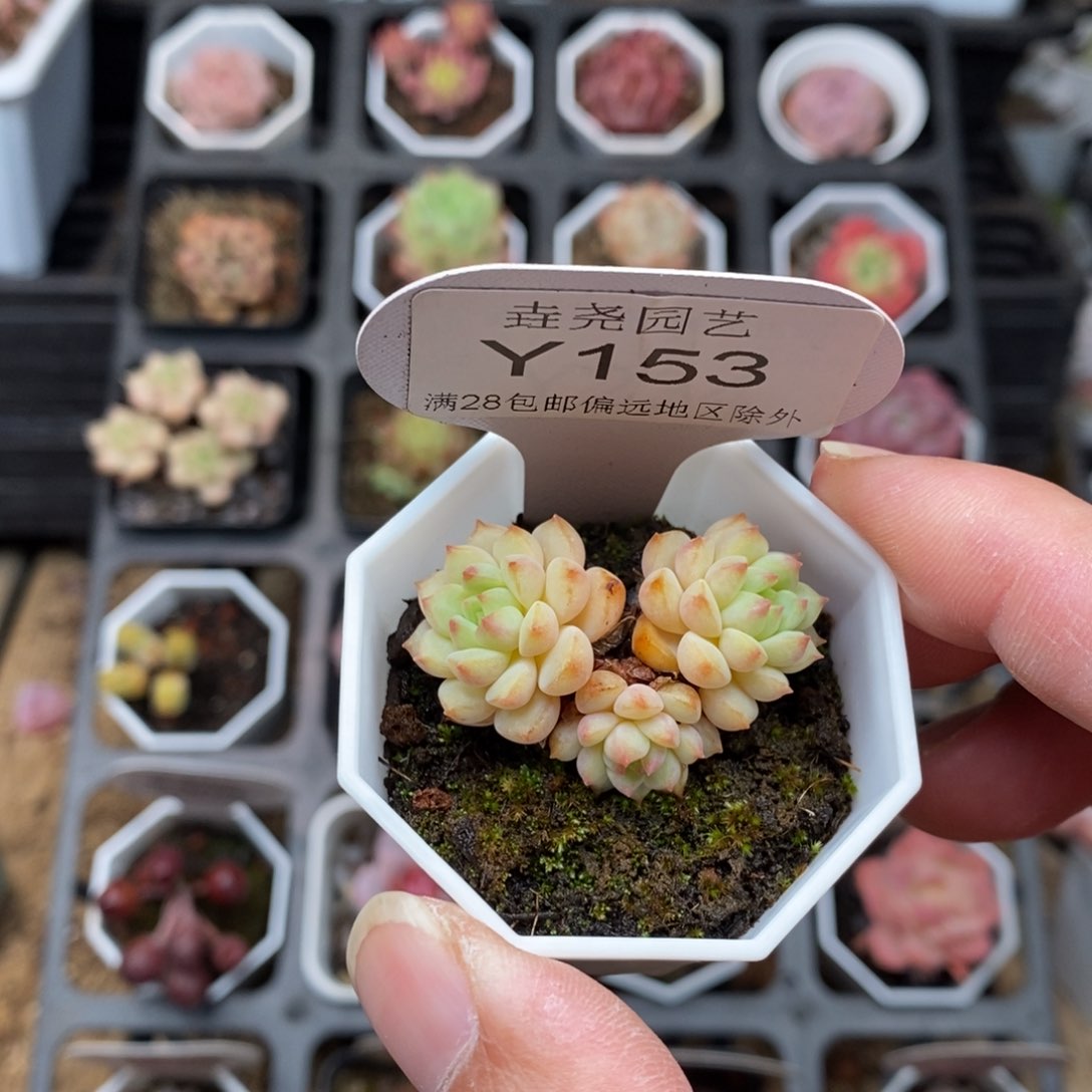 0153 熊猫脸 3.5cm