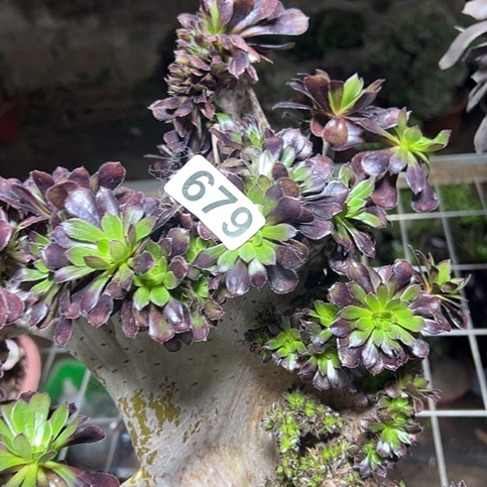 平***生多肉植物一个微瑕679