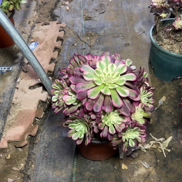 1红铜壶白多肉多肉多肉