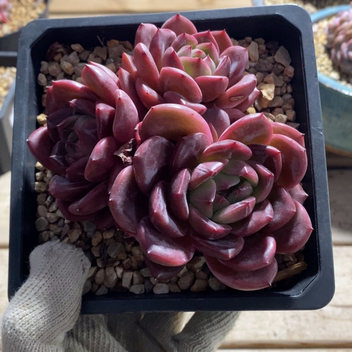 三头趴地带仔红哈哈哈