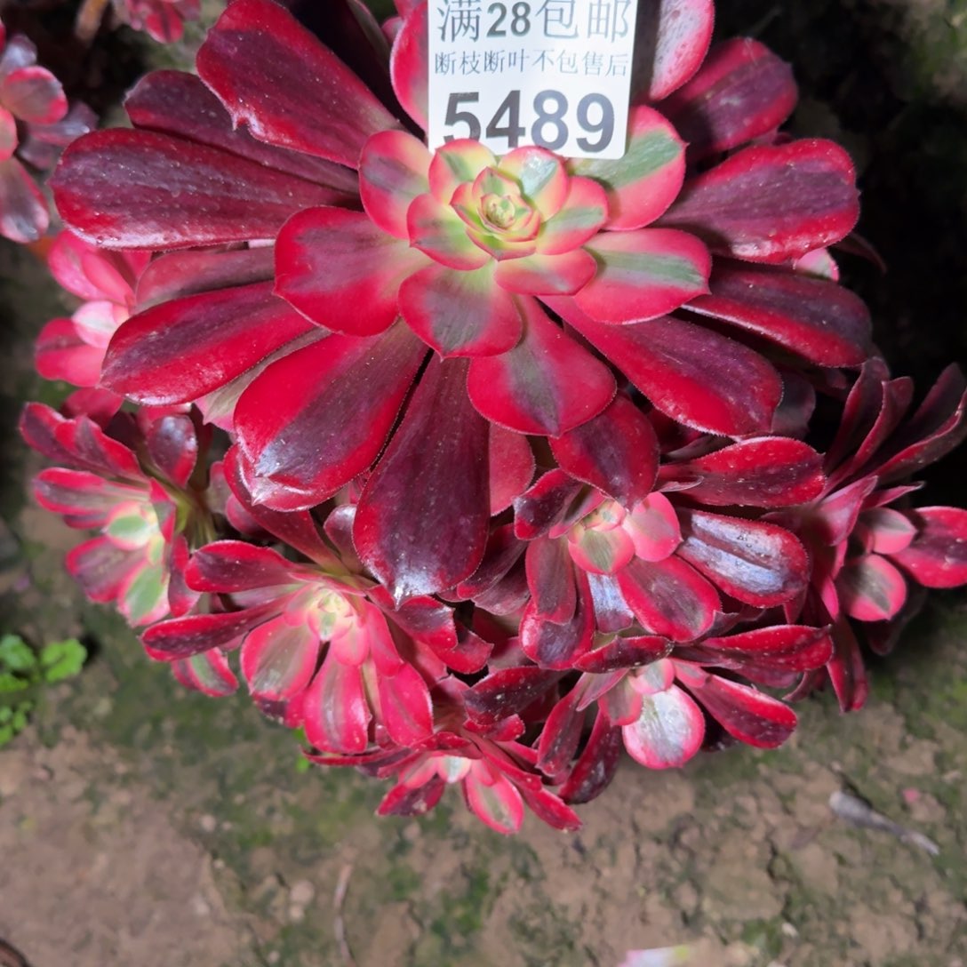 5489美杜莎多肉植物