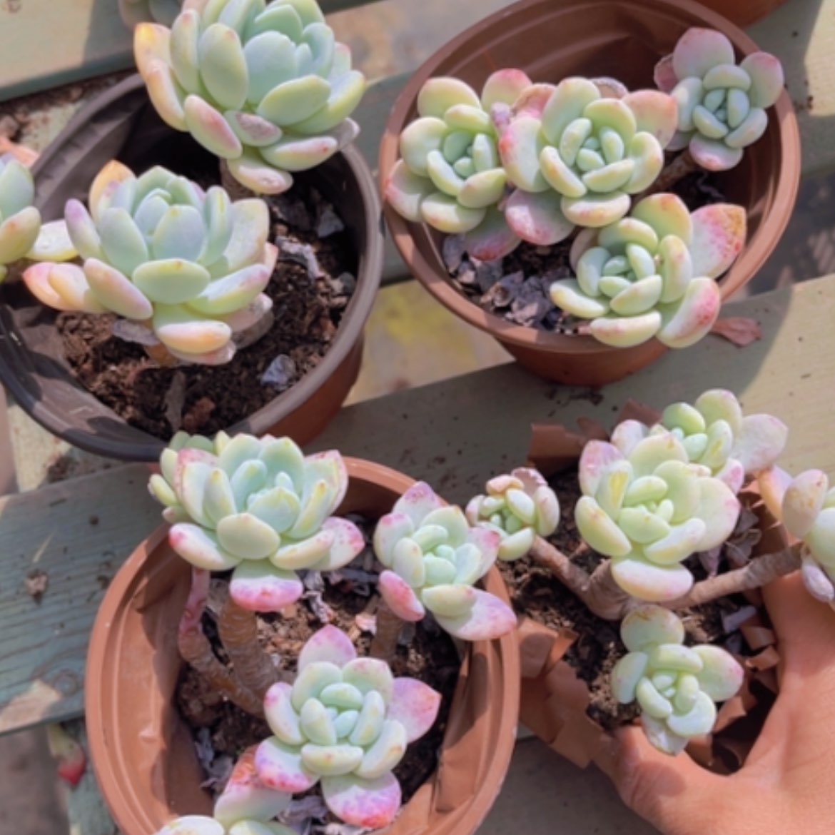 【闪购商品】冷香1077