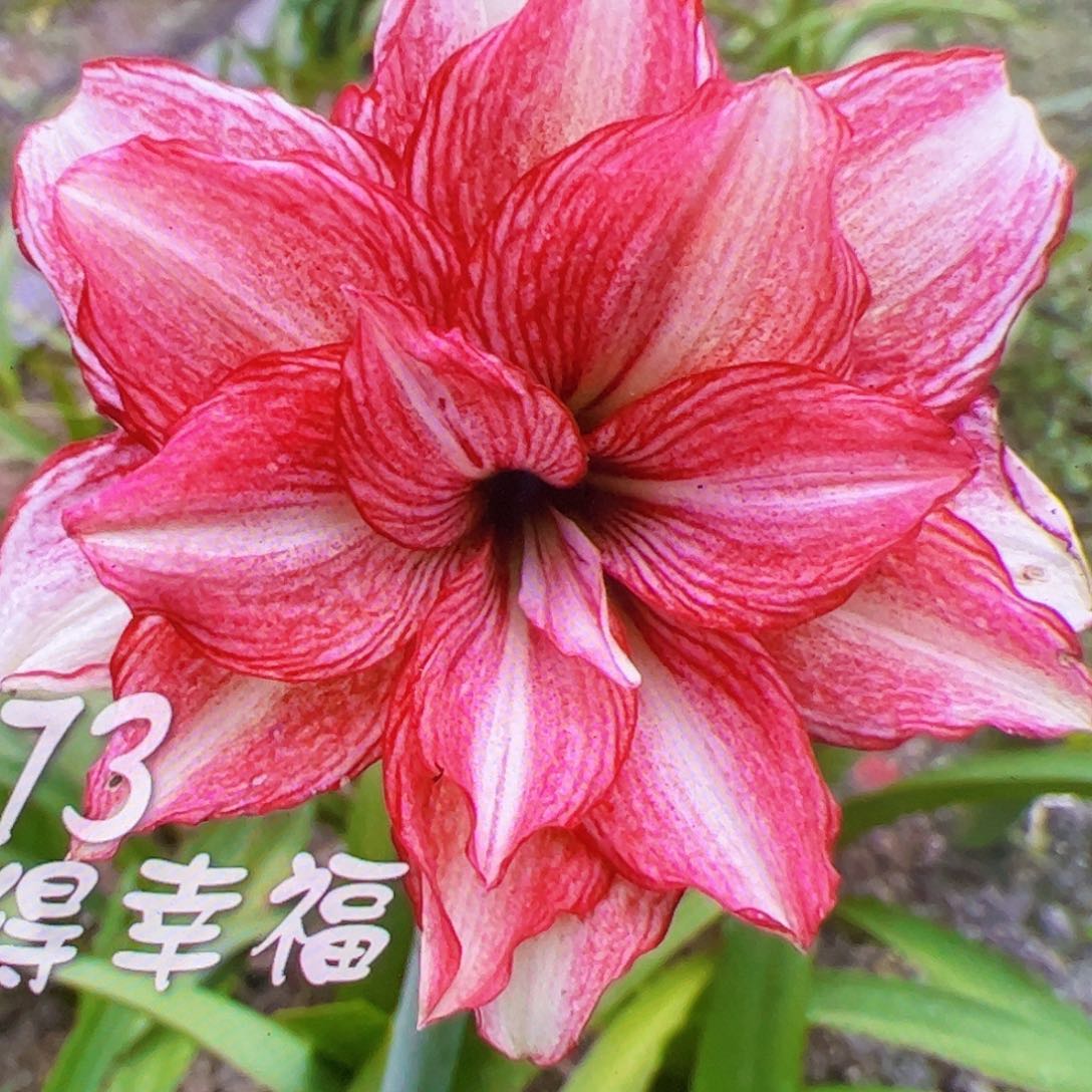 朱顶红573开花球5cm+