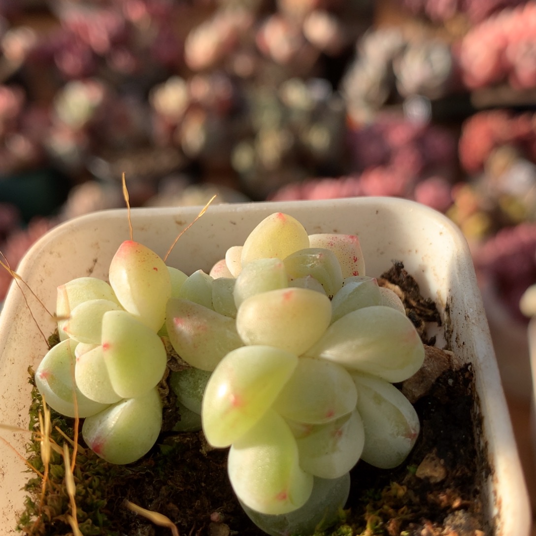 冰玉一物一拍 025