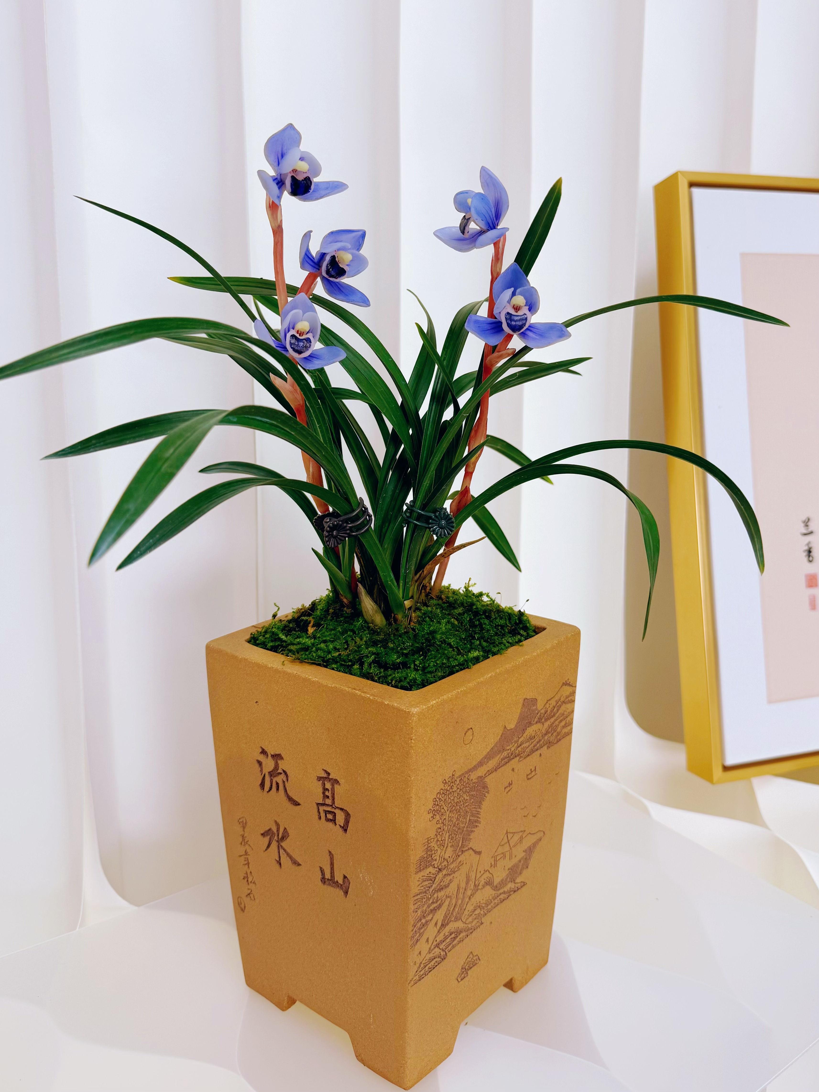 【紫金荷】春兰荷瓣之首！珍稀品种！开花浓香好养国兰