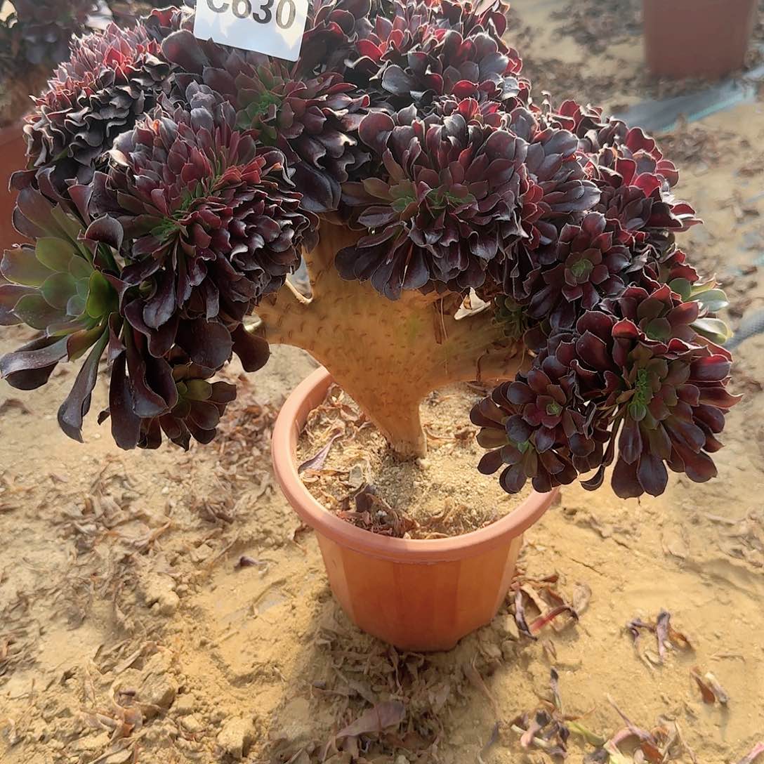 630欧紫一颗呀呀