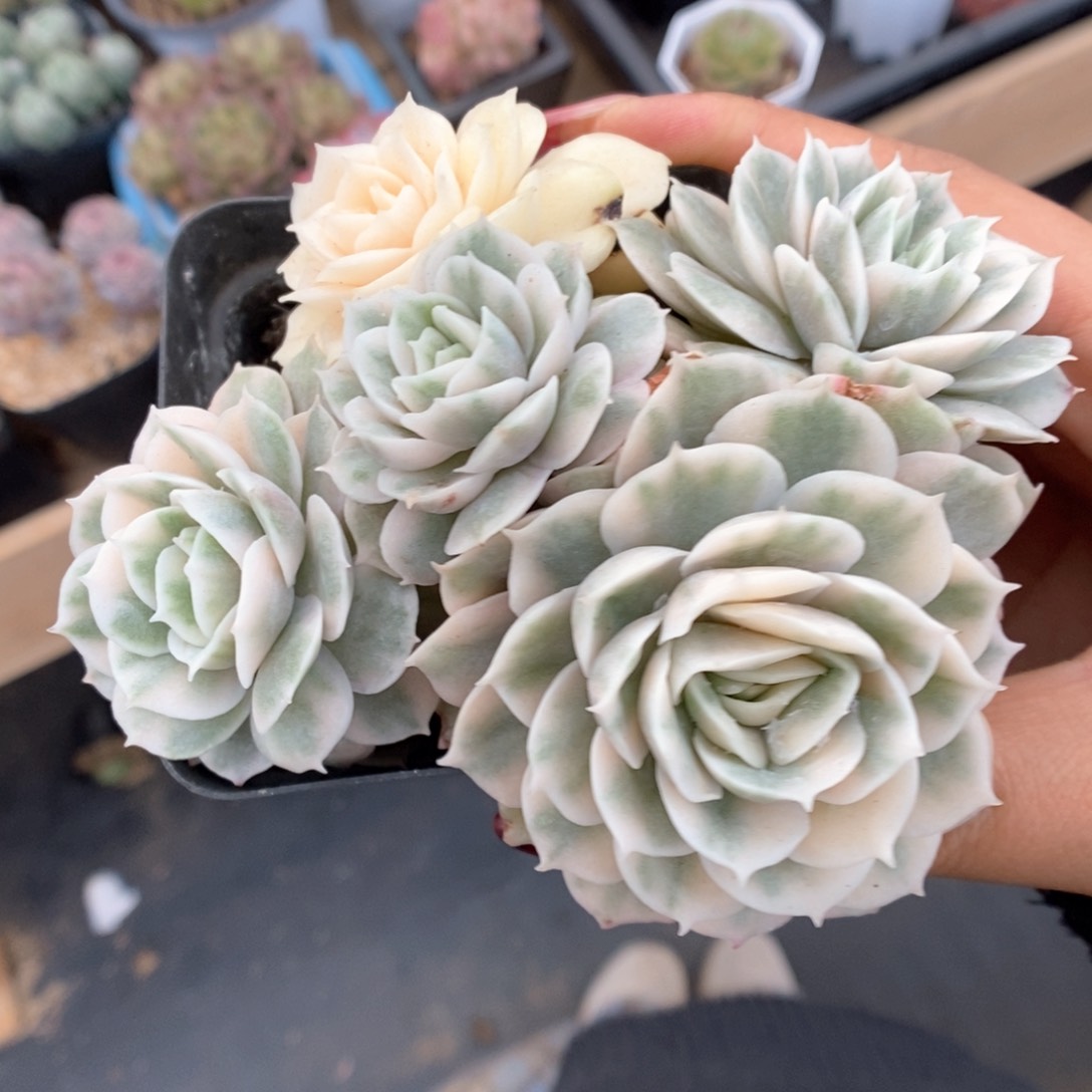 昂斯诺锦群生。    