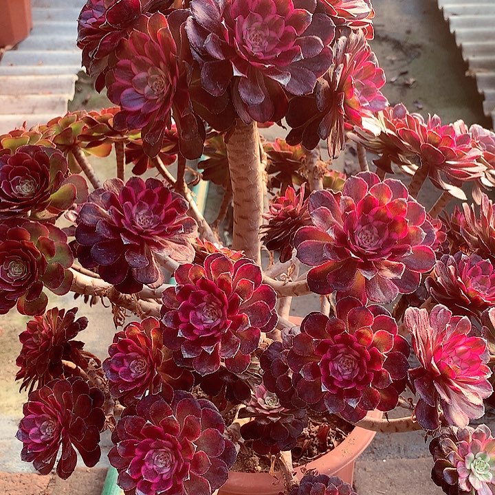 红金刚啊啊啊啊啊啊