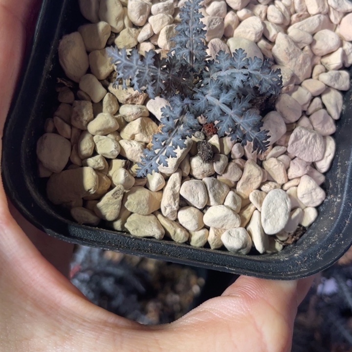 瓯***品荚蒾乳香橄榄专拍