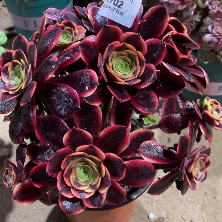 1702欧嘉莉多肉植物