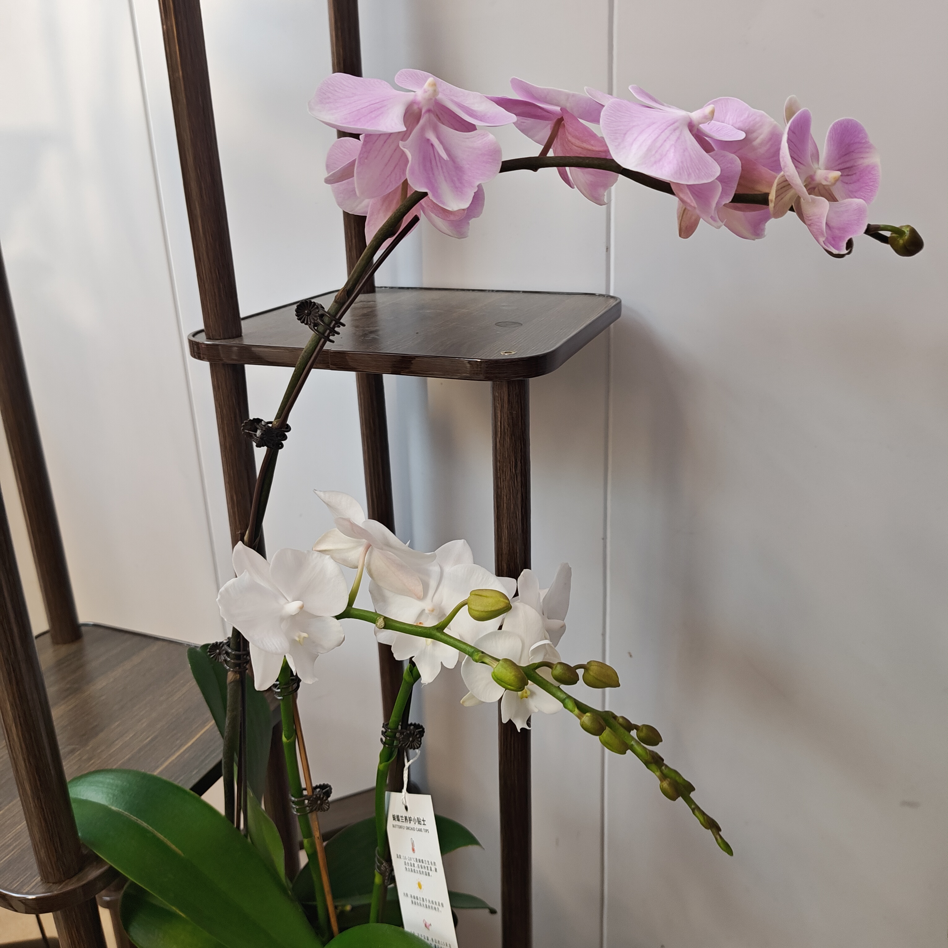 【聚宝公主】组盆带花苞室内前台喜事乔迁送礼懒人小白蝴蝶兰