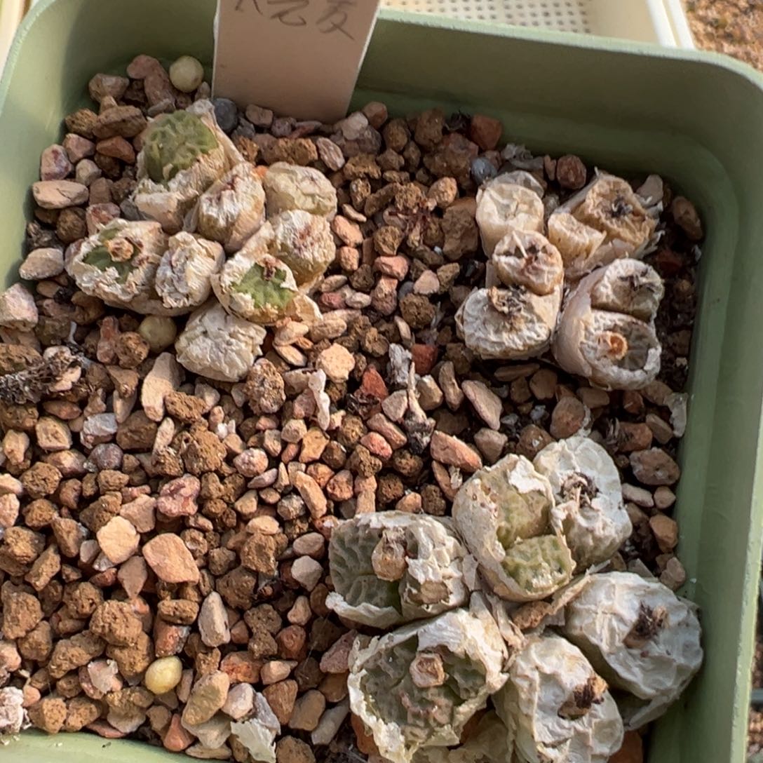 278/。        捡漏场