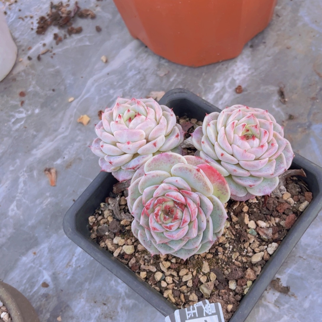 天鹅绒多肉植物18303