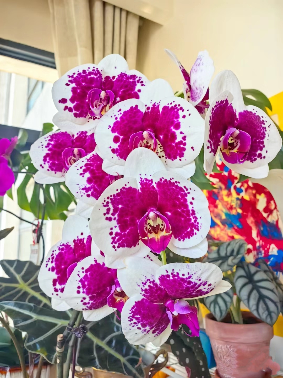 鸿运财神胡蝶兰花苗不带花剑2.8寸杯