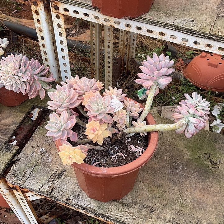 淡雪锦缀，一物一拍