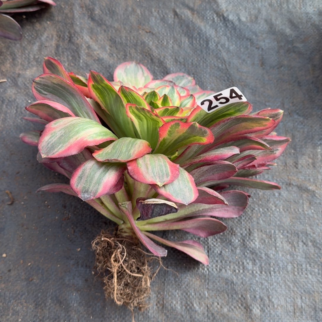 254多肉植物魅金玫瑰锦头歪特价