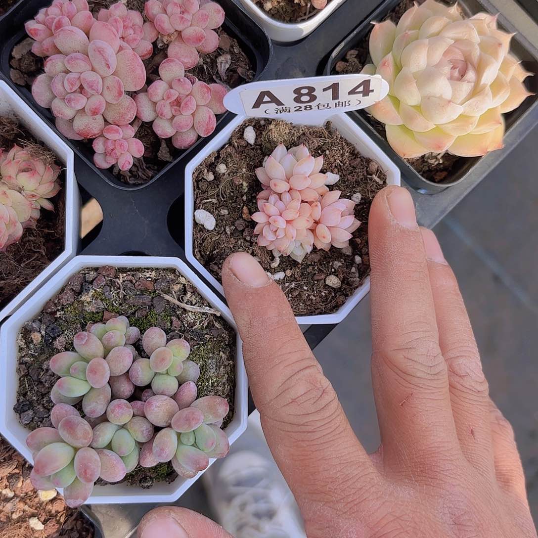 A814星星橙一物一拍