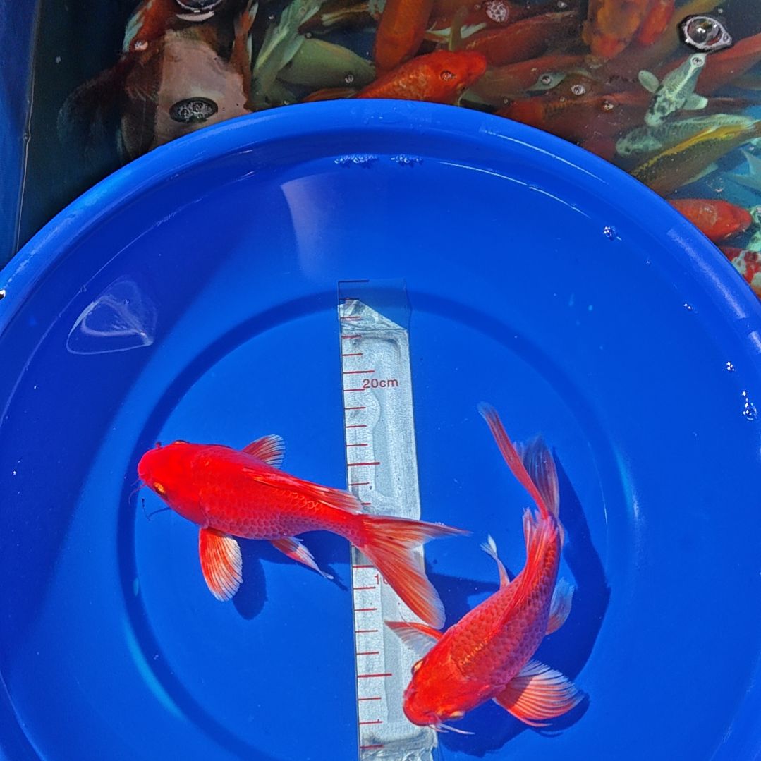 中国大陆冷水观赏鱼蝴蝶鲤