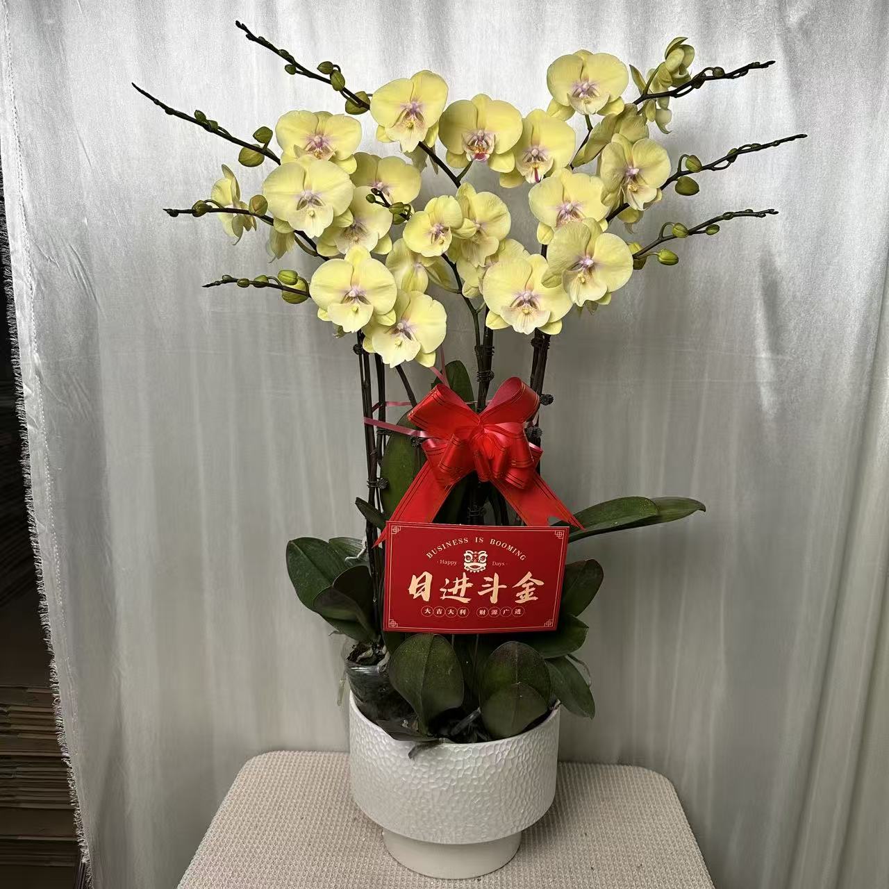 蝶之花【大吉大利】黄色系蝴蝶兰 开店送领导招财聚米 源头基地直发