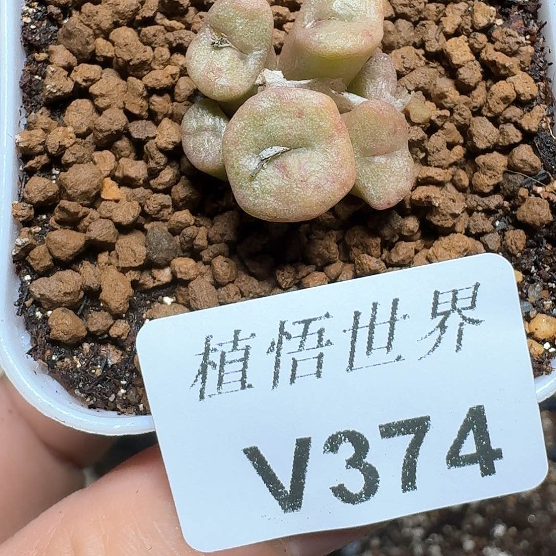374号多肉植物哇fv