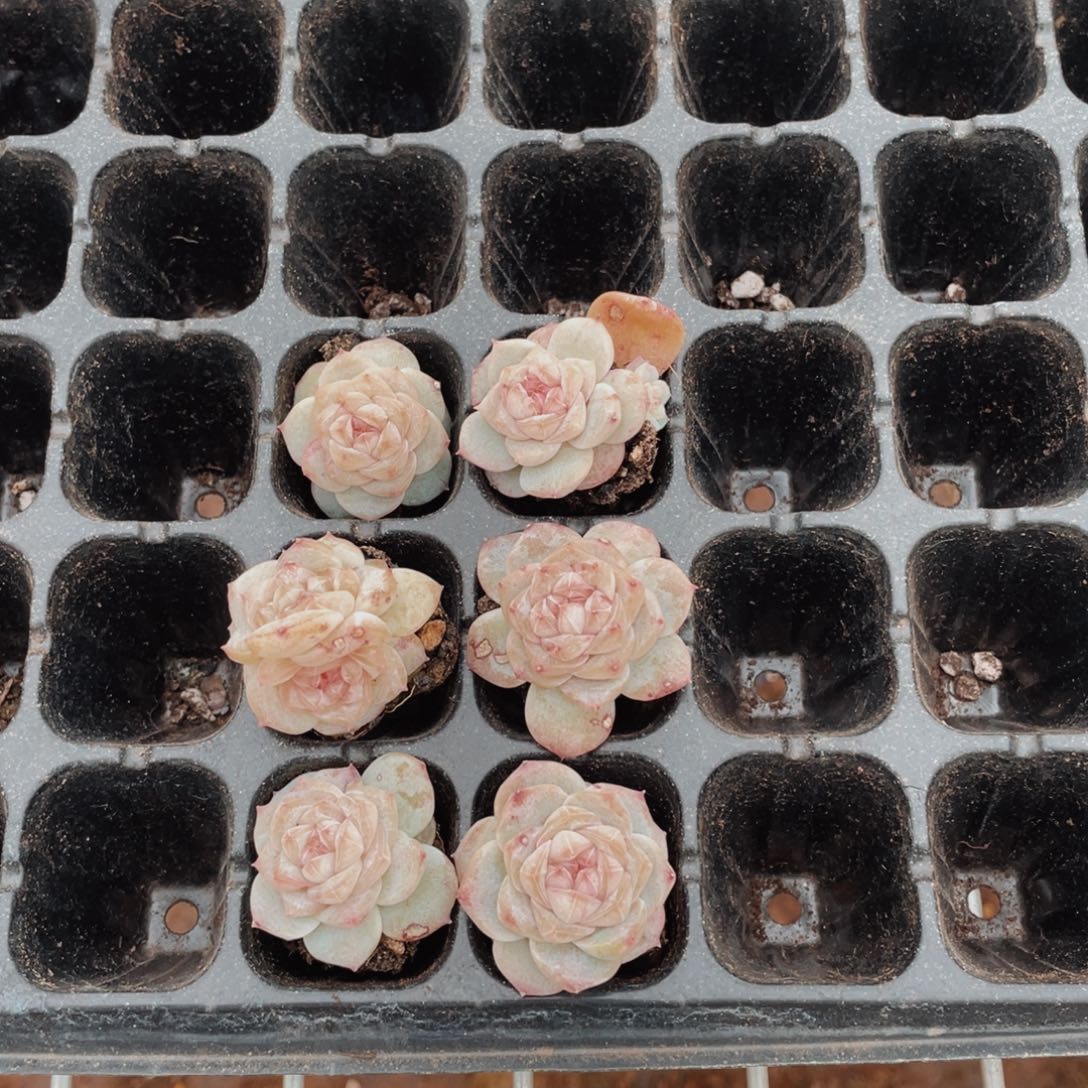 沒****如同在我们呢的02