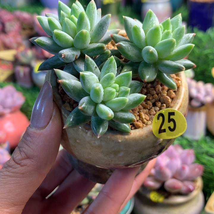 带盆青花瓷        