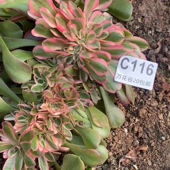 116香妃缀朵多肉植物